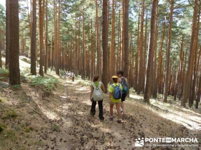 Senderismo entre pinares - viajes a la montaña; tiendas de montaña madrid